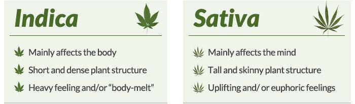 Indica vs. Sativa marijuana plant